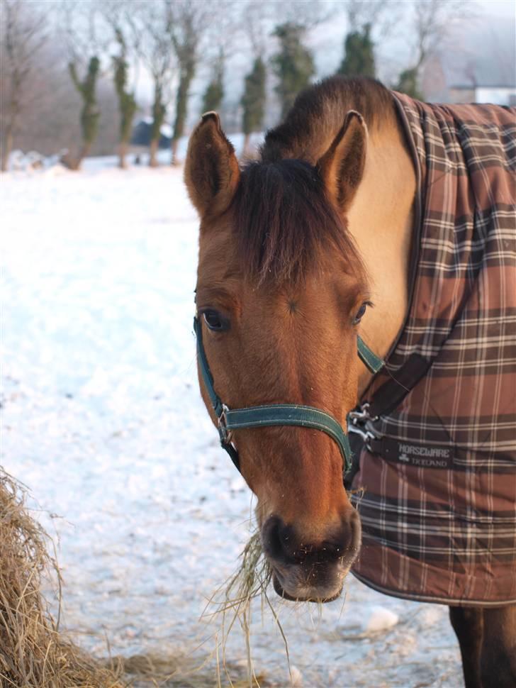 Anden særlig race - Goldie *Golle* - Goldie i sne på Savnkjær Efterskole D.11/2-2010 Taget af Pernille Kjærgaard billede 9