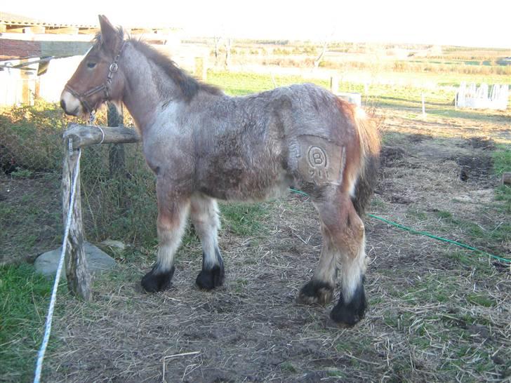 Belgier Rasmus *Solgt* - 11-11-2007 billede 1