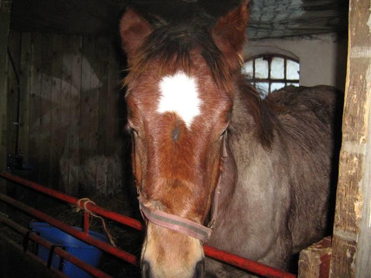 Belgier Rasmus *Solgt* - 11-11-2007 billede 2