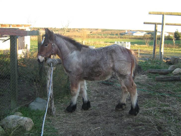 Belgier Rasmus *Solgt* - 11-11-2007 billede 3