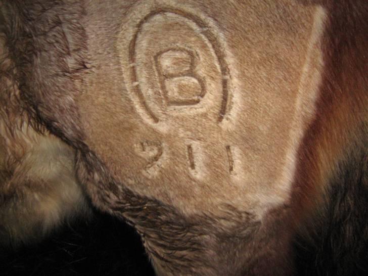 Belgier Rasmus *Solgt* - 11-11-2007 Hans brændemærke billede 4