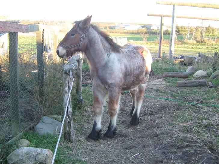 Belgier Rasmus *Solgt* - 11-11-2007 billede 5