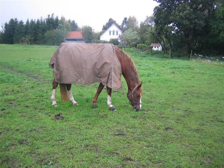 Dansk Varmblod Aria Sky<3 SOLGT :( - På folden (: billede 2