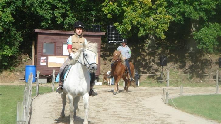 Islænder sindri fra gl.ladegård - så er vi til stævne hihi billede 9