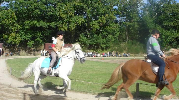 Islænder sindri fra gl.ladegård - mig og sindri i fuldefart billede 10