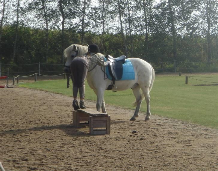 Islænder sindri fra gl.ladegård - mig og min fine rumpe til et plet skud på kamera haha billede 11