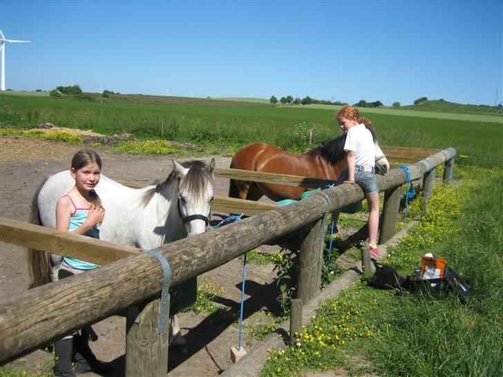 Welsh Pony (sec B) Gribsvads Nisa - Nisa der hvor hun står nu ;D hygger sig 3 gange i ugen i verdens bedste mini ride skole <3 billede 2