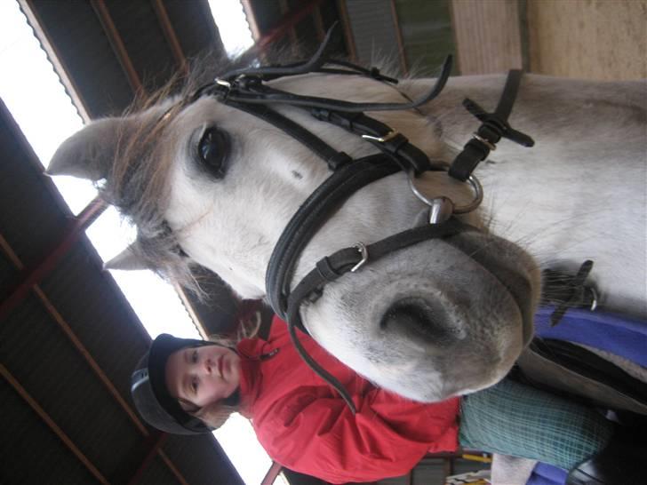 Welsh Pony (sec B) Gribsvads Nisa billede 3