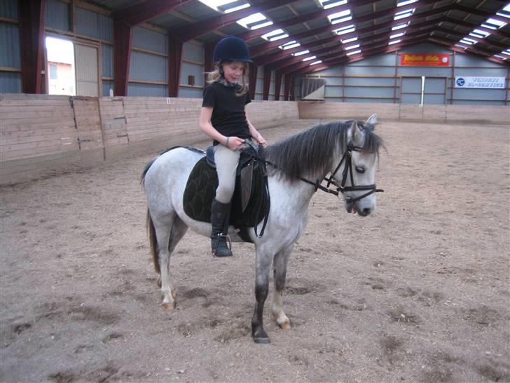 Welsh Pony (sec B) Gribsvads Nisa - lille rose og lille nisa <3 billede 4