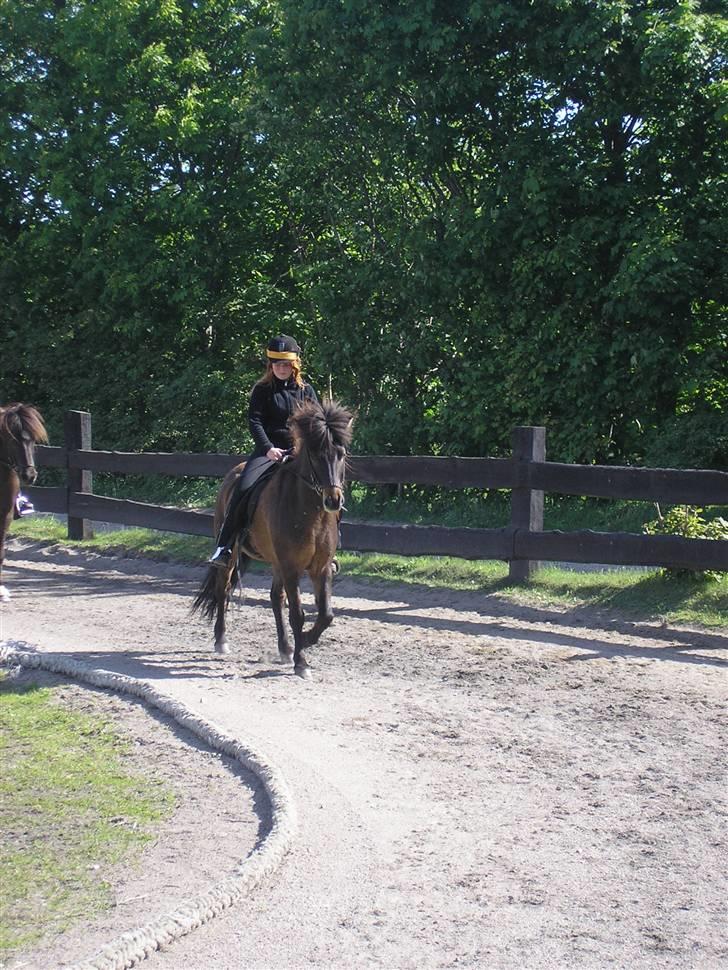 Islænder Flugandi frá Meldgaard billede 1