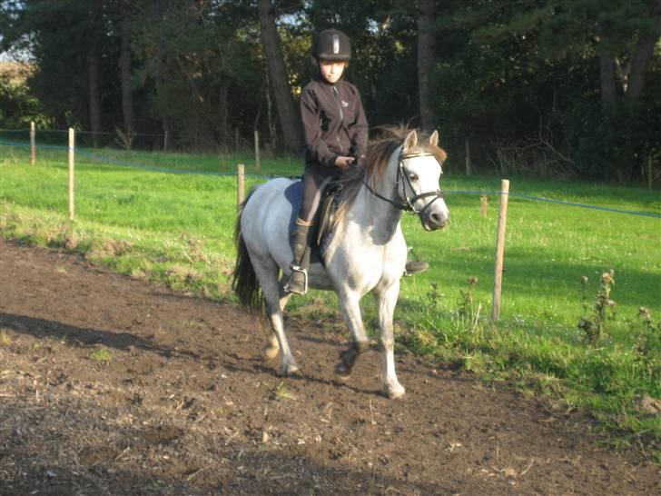 Welsh Pony (sec B) Gribsvads Nisa - sådan ser en lykkelig elev pony ud <3 dejlige Nisa billede 5