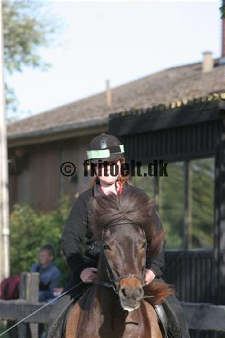 Islænder Flugandi frá Meldgaard billede 2