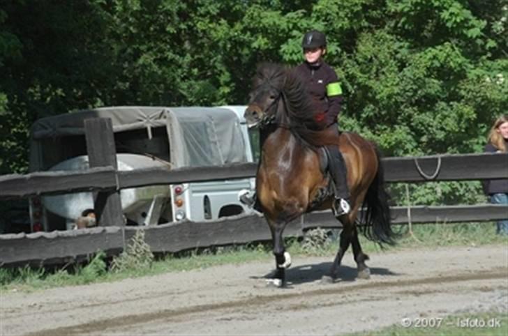 Islænder Flugandi frá Meldgaard billede 3