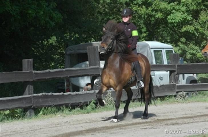 Islænder Flugandi frá Meldgaard billede 4
