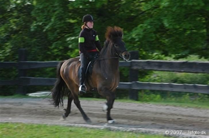 Islænder Flugandi frá Meldgaard billede 5