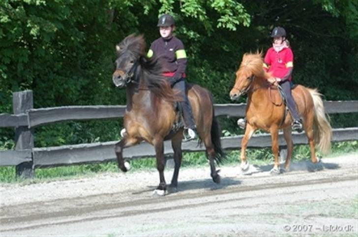 Islænder Flugandi frá Meldgaard billede 6