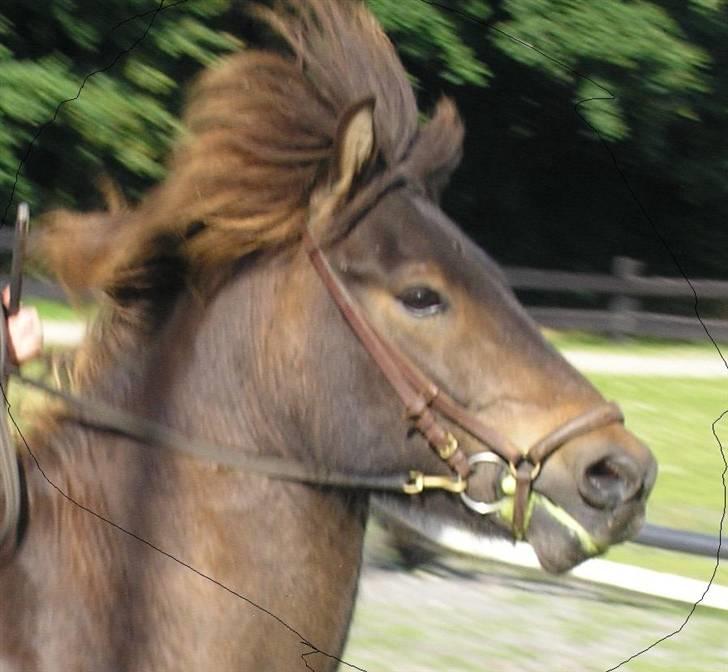 Islænder Flugandi frá Meldgaard billede 7