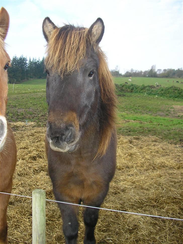 Islænder Flugandi frá Meldgaard billede 8