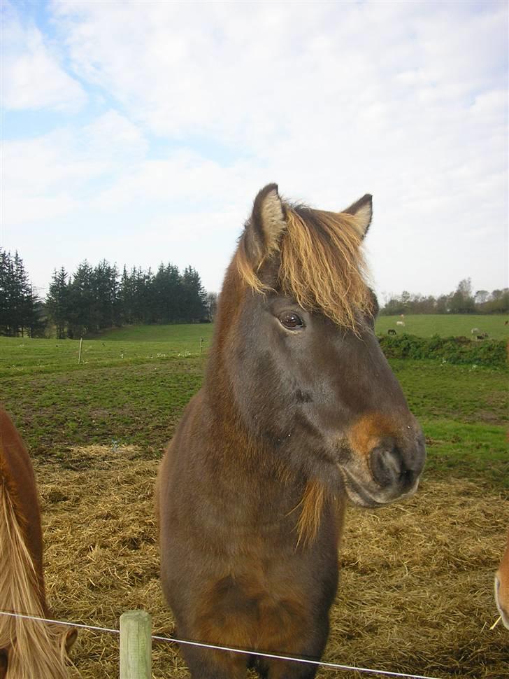 Islænder Flugandi frá Meldgaard billede 9