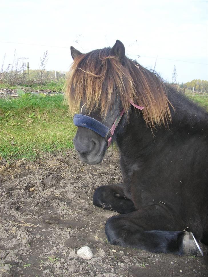 Islænder Kjarkur f. Kattinge - Ligger og snorker på folden (; billede 7