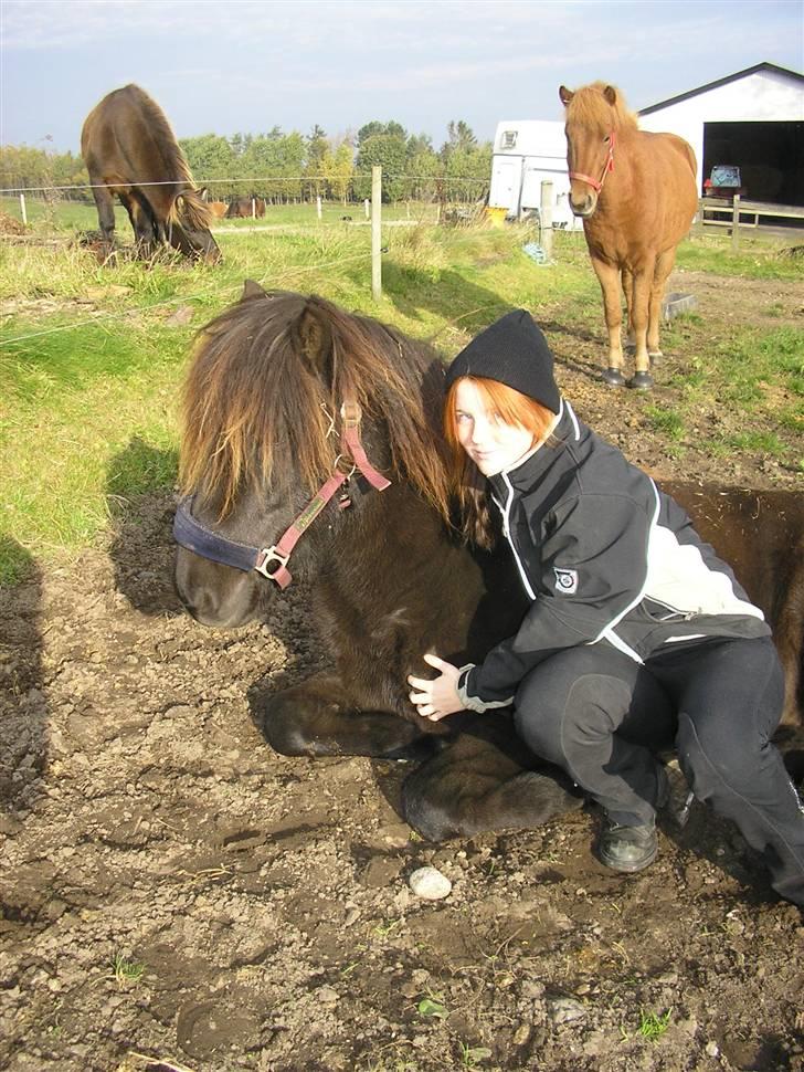 Islænder Kjarkur f. Kattinge - Kjarkur og jeg påfolden. billede 8