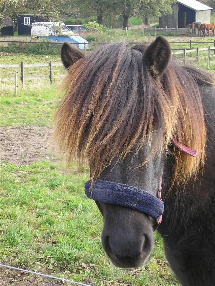 Islænder Kjarkur f. Kattinge - KJarkur ligger på folden og hygger sig! billede 9