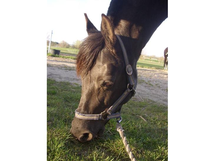 {{currentPhoto.altText}} billede {{currentPhoto.number}}