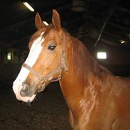 Frederiksborg Cæsar Rosenholm