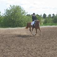 Frederiksborg Cæsar Rosenholm