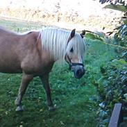 Haflinger Lutzie(gammel part)