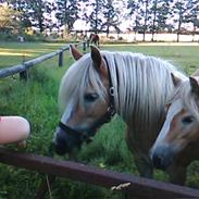 Haflinger Lutzie(gammel part)