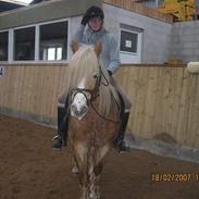 Haflinger Lutzie(gammel part)