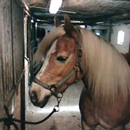 Haflinger Lutzie(gammel part)