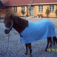 Gotlandsruss Lorenzo