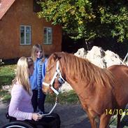 Gotlandsruss Lorenzo