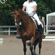 Dansk Varmblod Zeus  (Solgt)