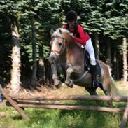 Haflinger Guldborggaard's Nero