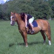 Dansk Varmblod Bossen slogt