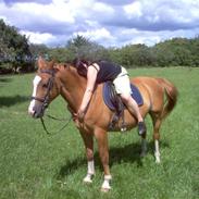 Dansk Varmblod Bossen slogt