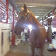 Anden særlig race Elwis