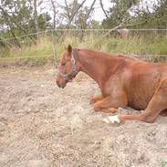 Anden særlig race Elwis