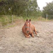 Anden særlig race Elwis