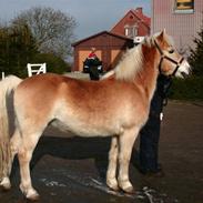 Haflinger Guldborggaard's Nero