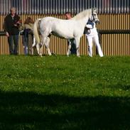 Welsh Pony (sec B) Lintelo Gratitude- SOLGT