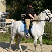 Welsh Pony (sec B) Lintelo Gratitude- SOLGT