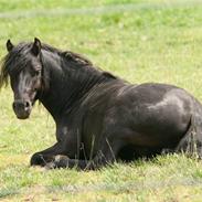 Dartmoor Feldholm's Doughty