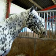 Appaloosa Ilja - R.I.P