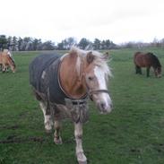 Tyroler Haflinger Fenny