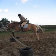 Tyroler Haflinger Fenny