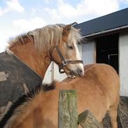 Tyroler Haflinger Fenny